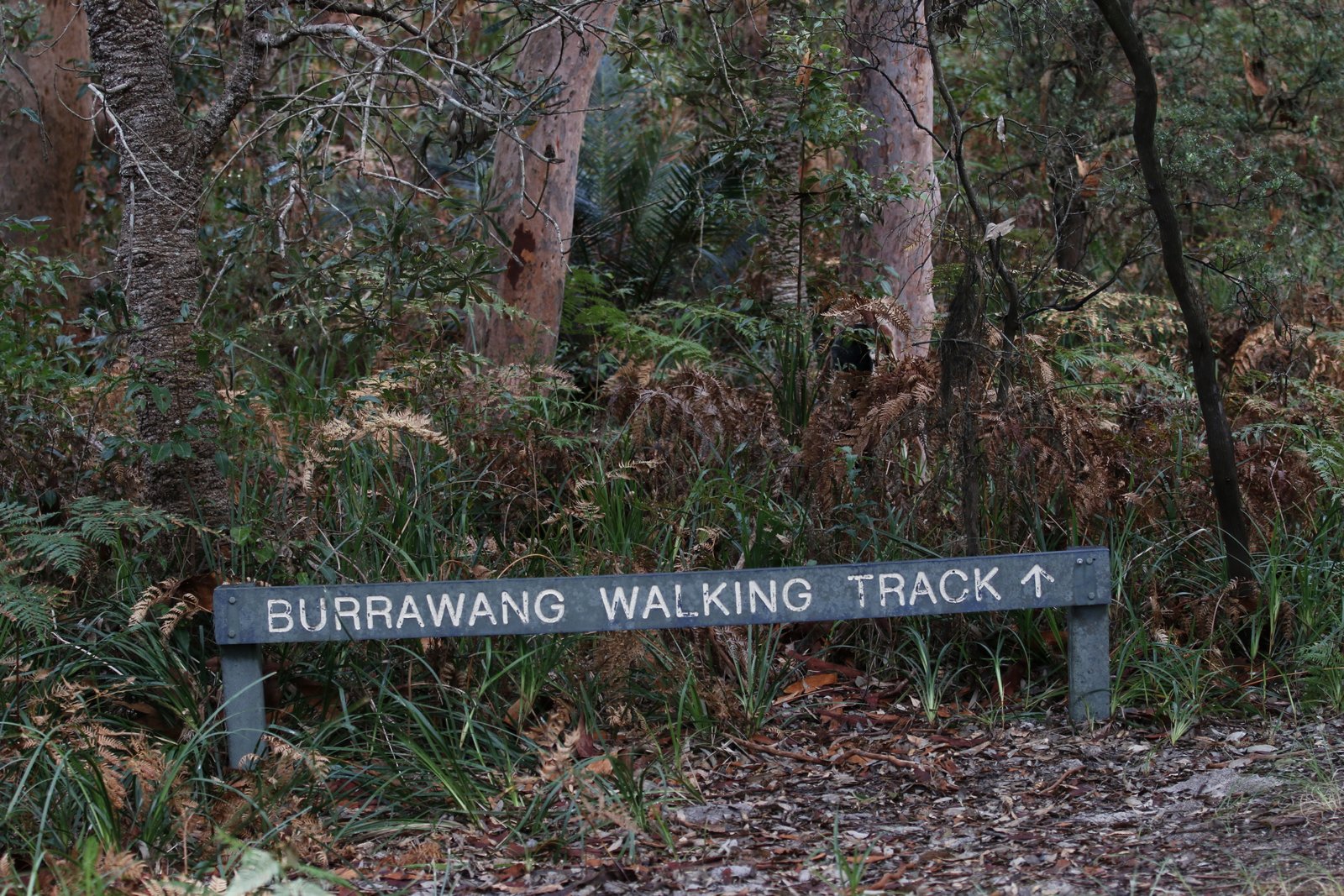 Coast Walking Track through Wyrrabalong National Park with ocean views